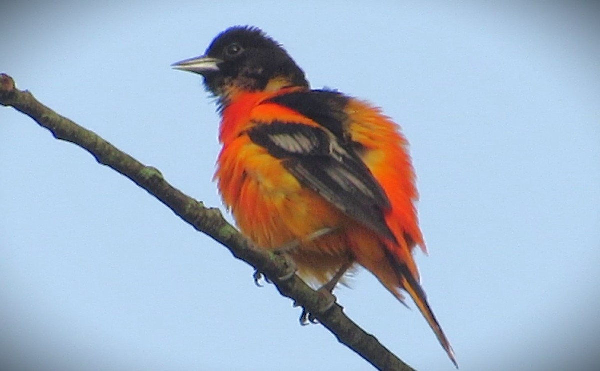 Baltimore Oriole - ML620306106