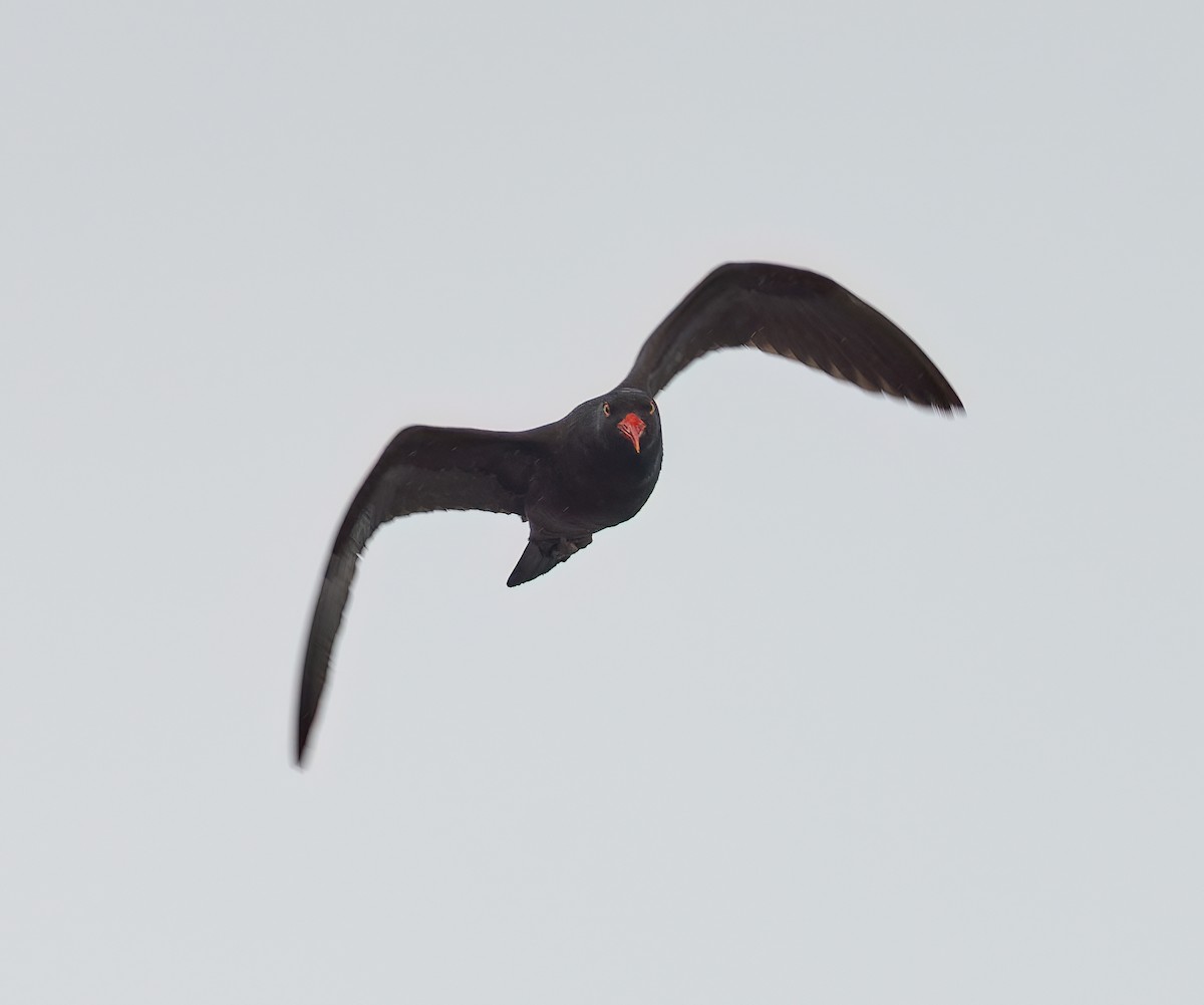 Black Oystercatcher - ML620306111