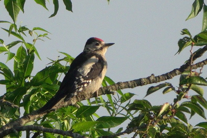 Great Spotted Woodpecker - ML620306112