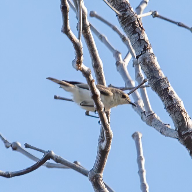 Plain Gerygone - ML620306116