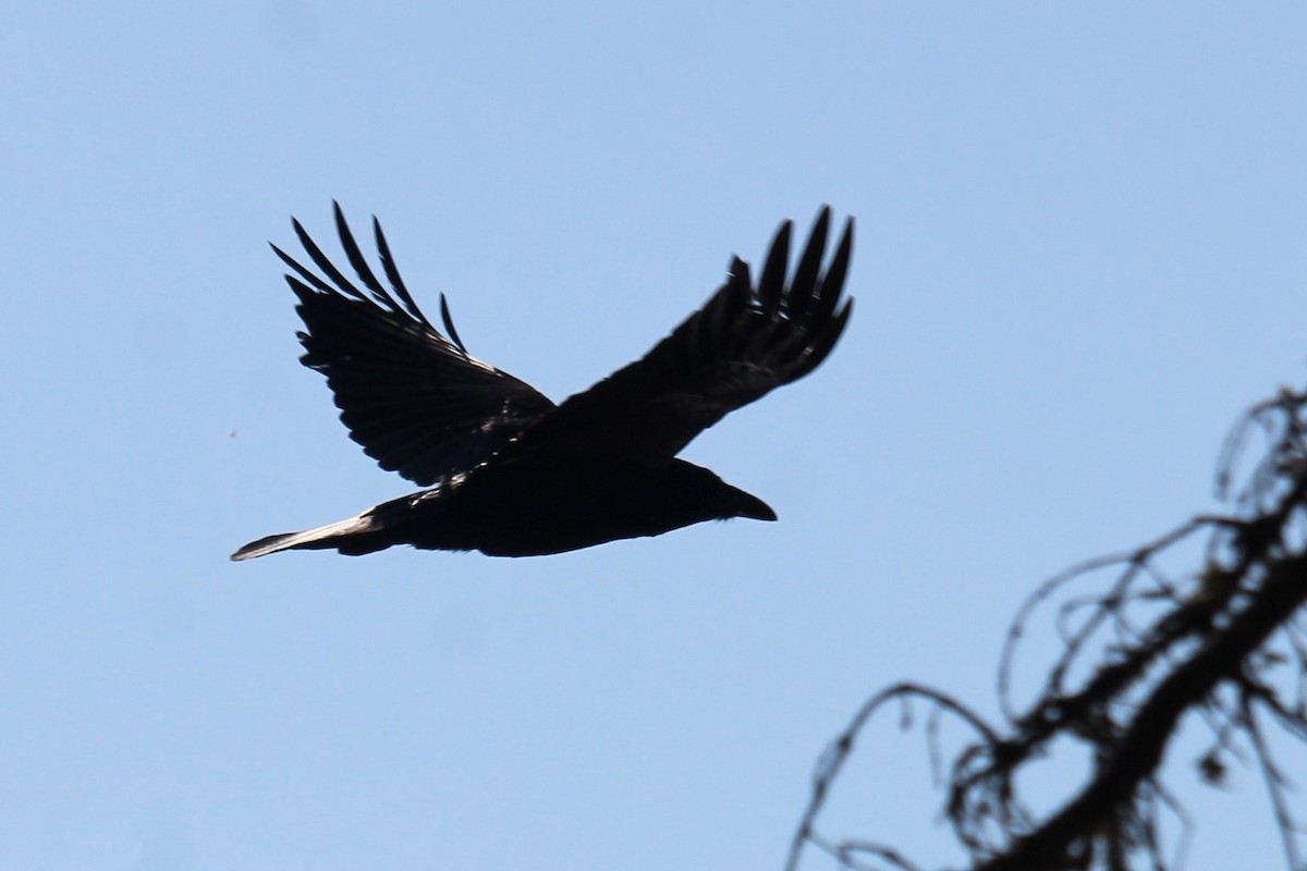 Common Raven - ML620306122