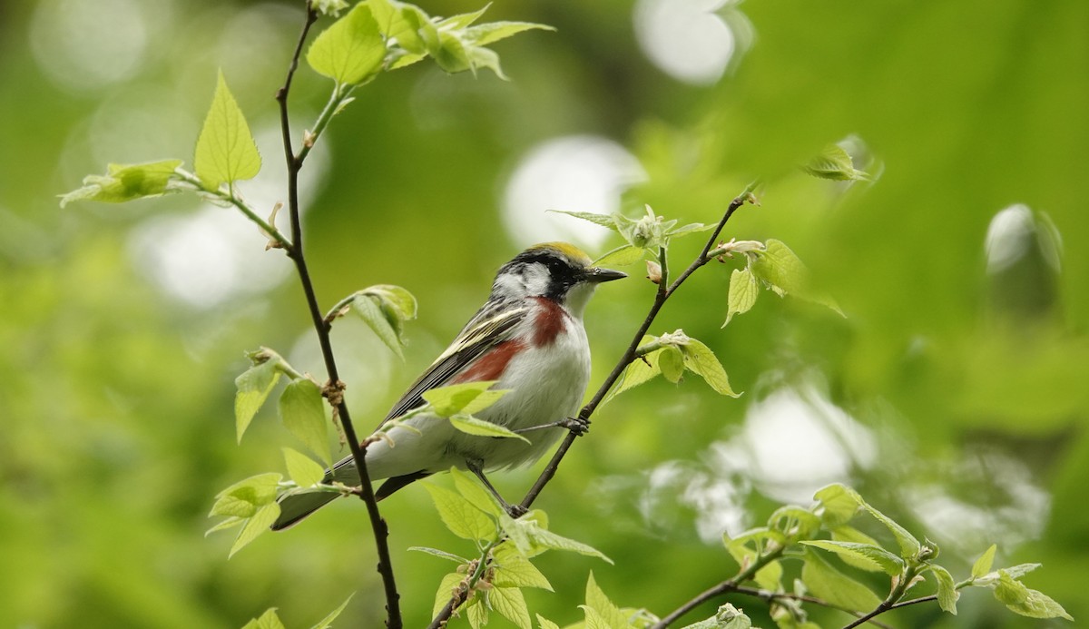 Chestnut-sided Warbler - ML620306124