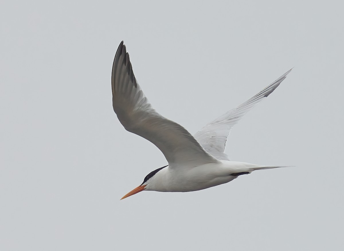 Elegant Tern - Brooke Miller