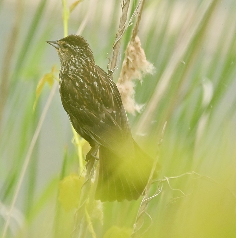 Red-winged Blackbird - ML620306127