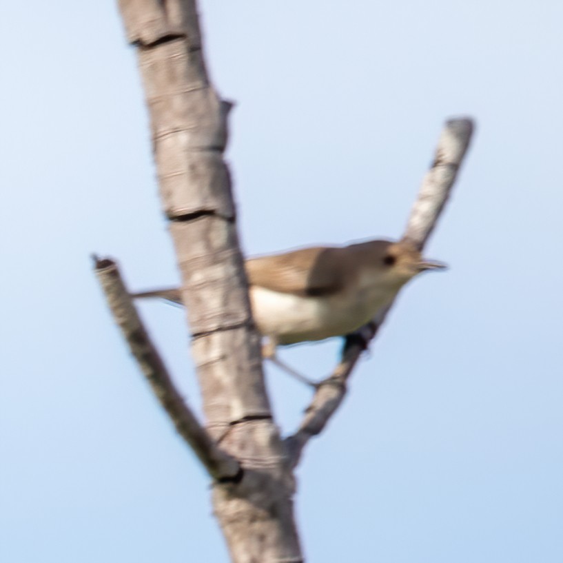 Plain Gerygone - ML620306130