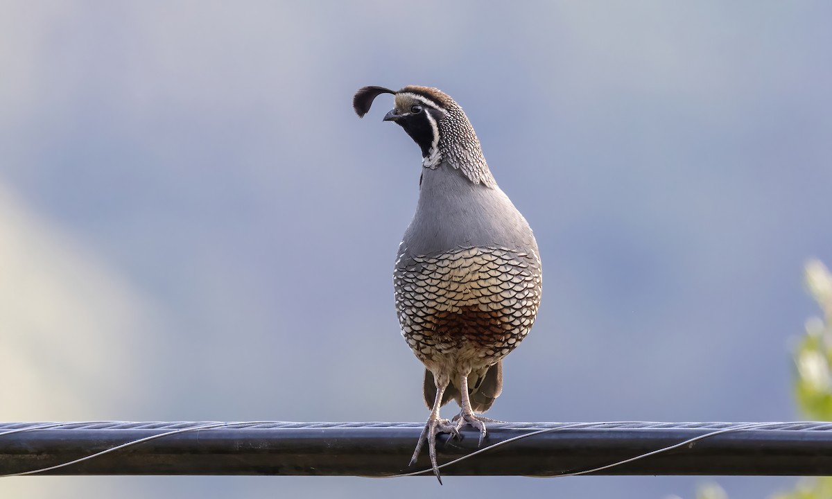 California Quail - ML620306140