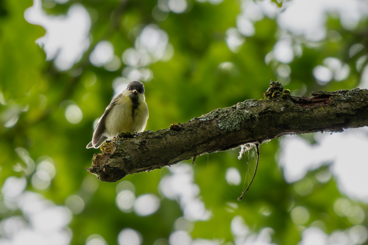 Great Tit - ML620306141