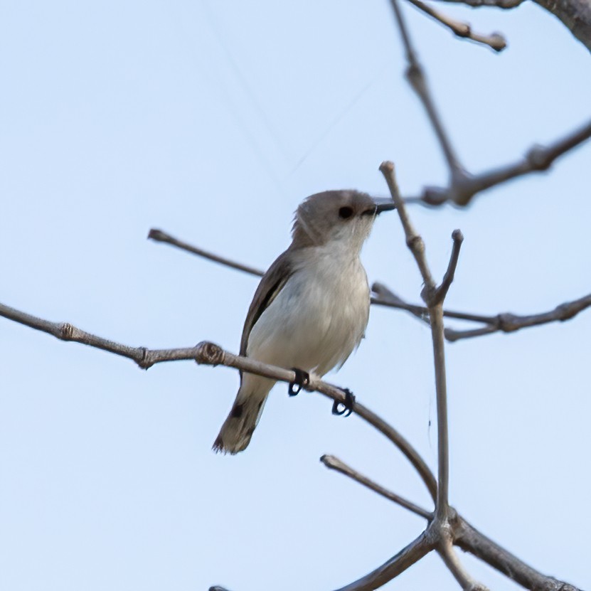 Plain Gerygone - ML620306145