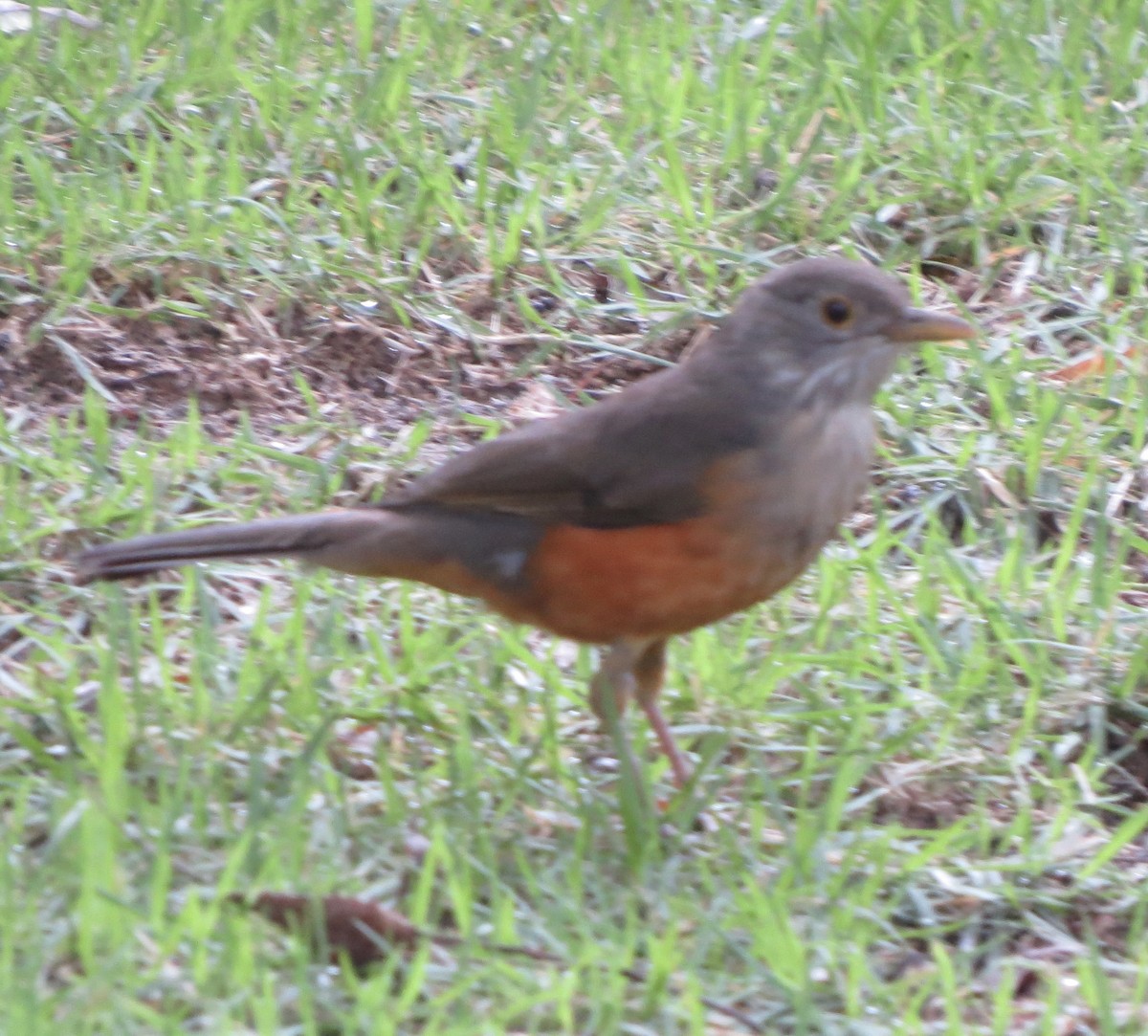 Rufous-bellied Thrush - ML620306150