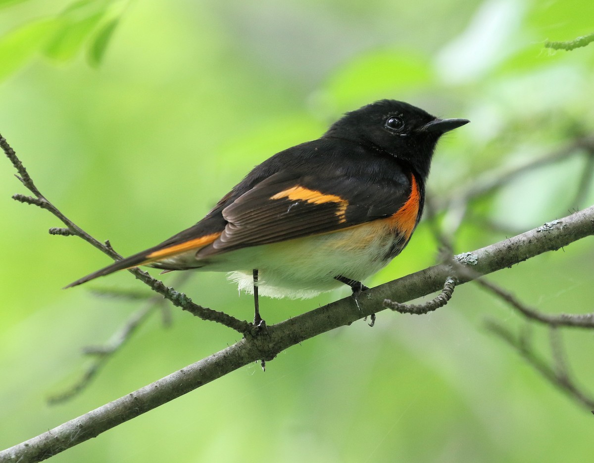 American Redstart - ML620306158