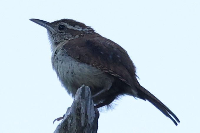 Carolina Wren - ML620306160