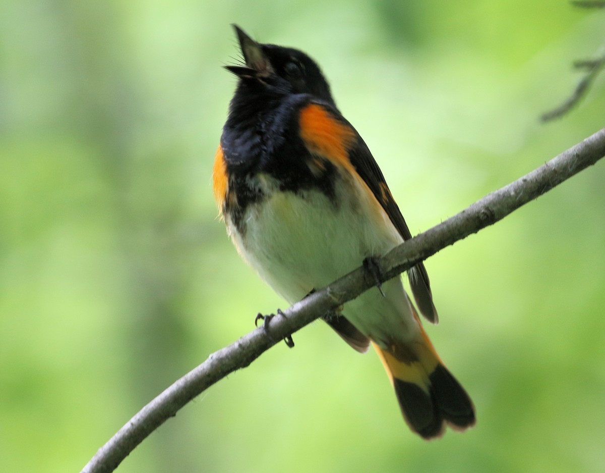 American Redstart - ML620306161