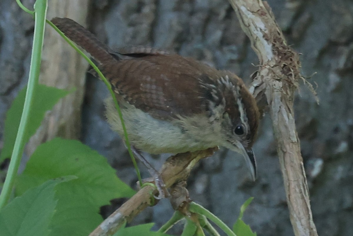 Carolina Wren - ML620306162