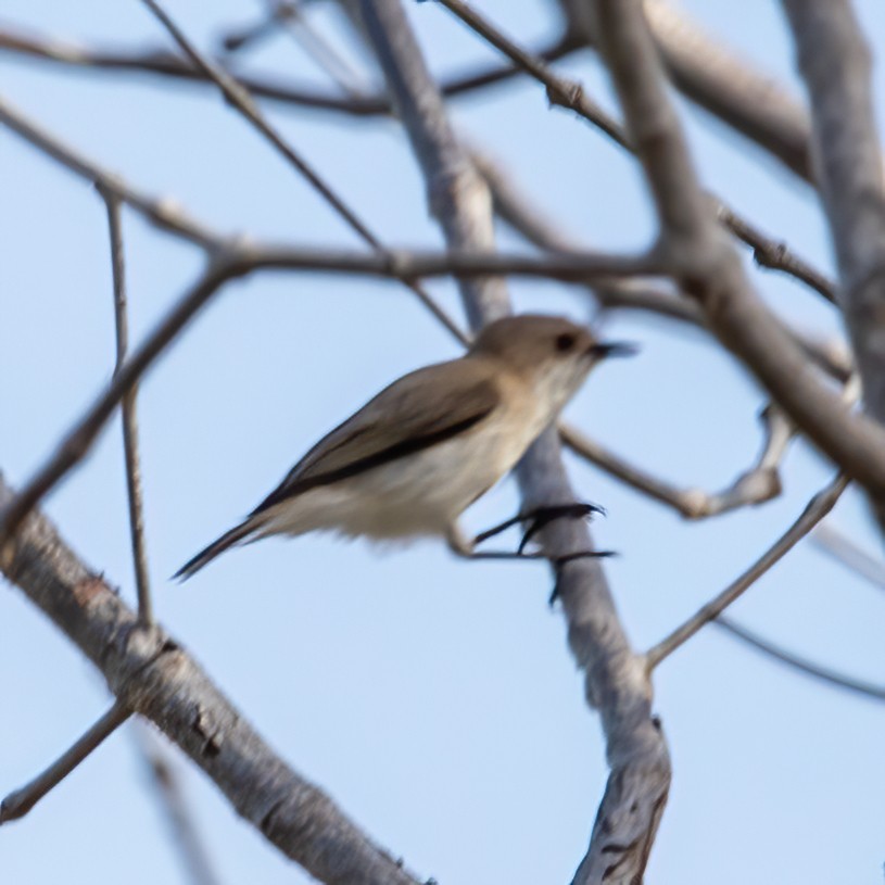 Plain Gerygone - ML620306164