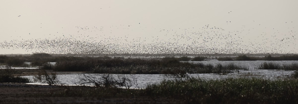 dabbling duck sp. - ML620306167