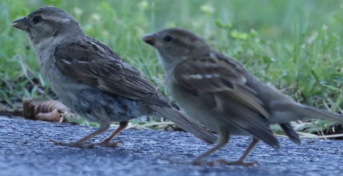 House Sparrow - ML620306168