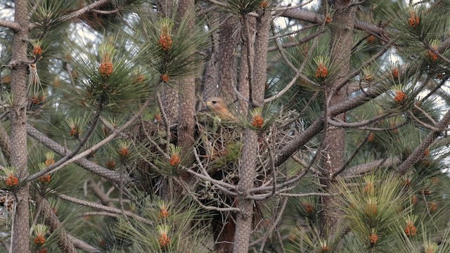 Red-shouldered Hawk (elegans) - ML620306169