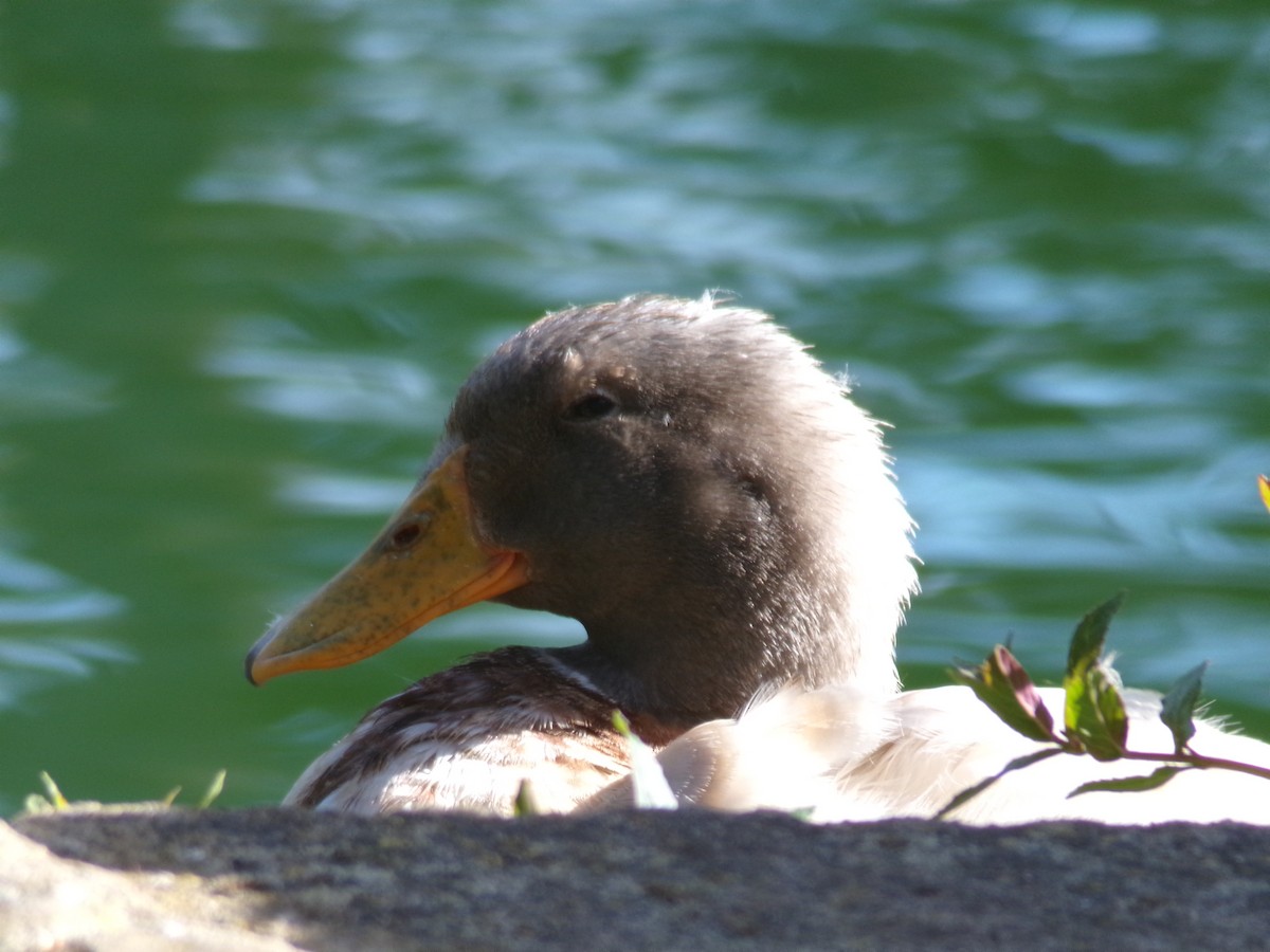 Fehlfarben-Stockente/Hausente - ML620306170