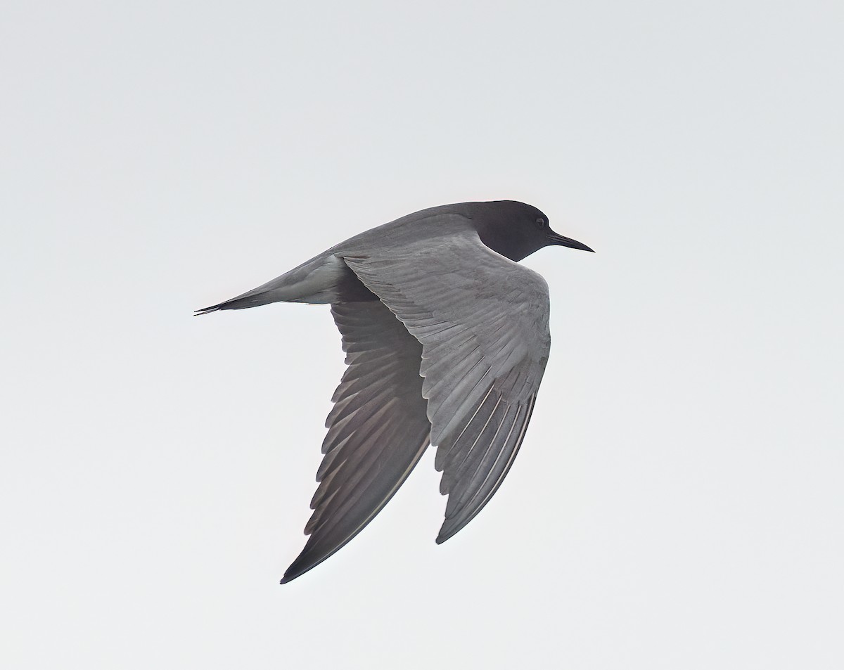 Black Tern - ML620306174