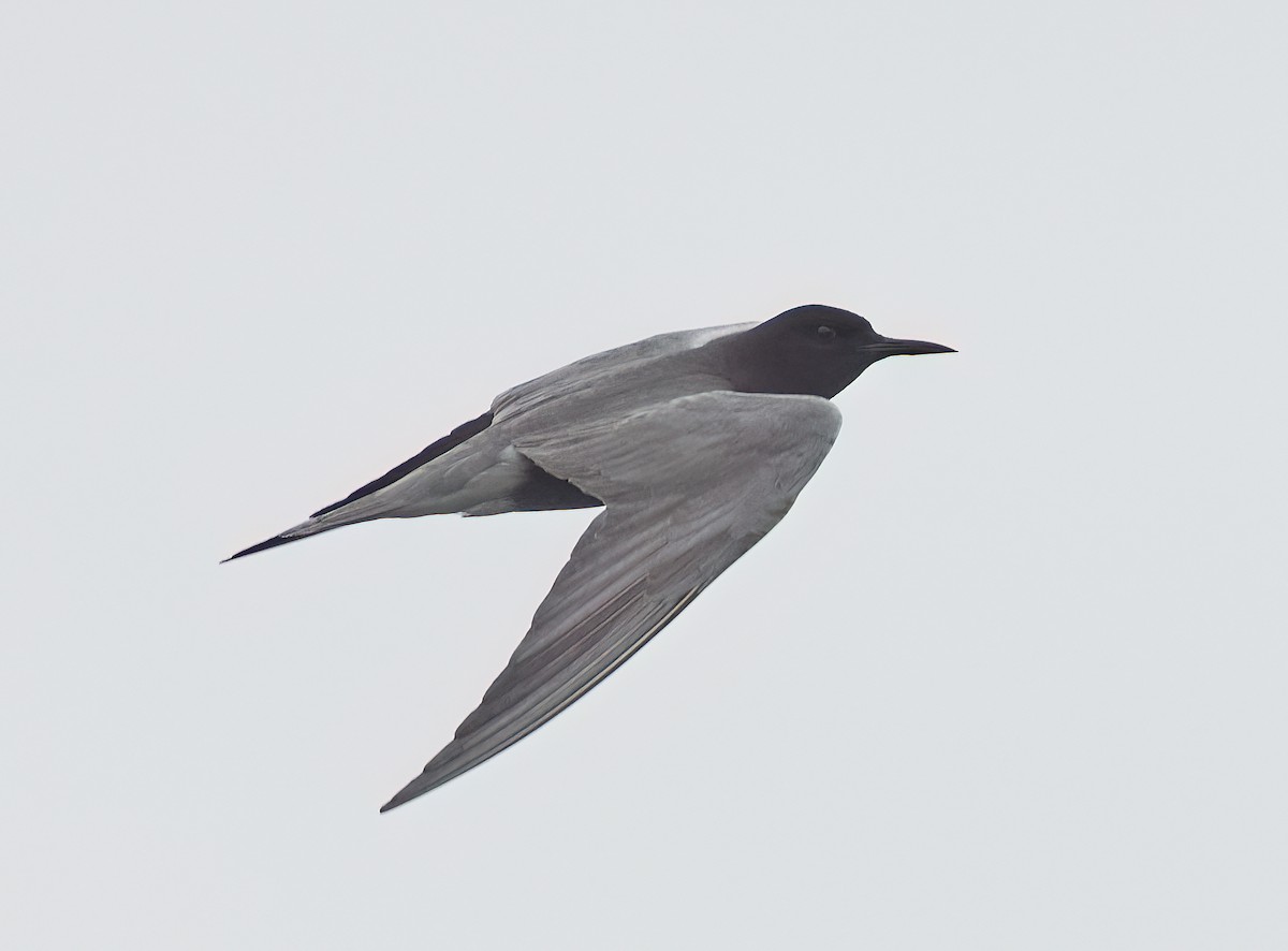 Black Tern - ML620306175