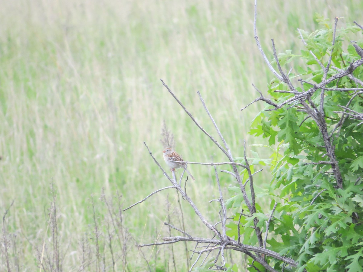 Field Sparrow - ML620306176