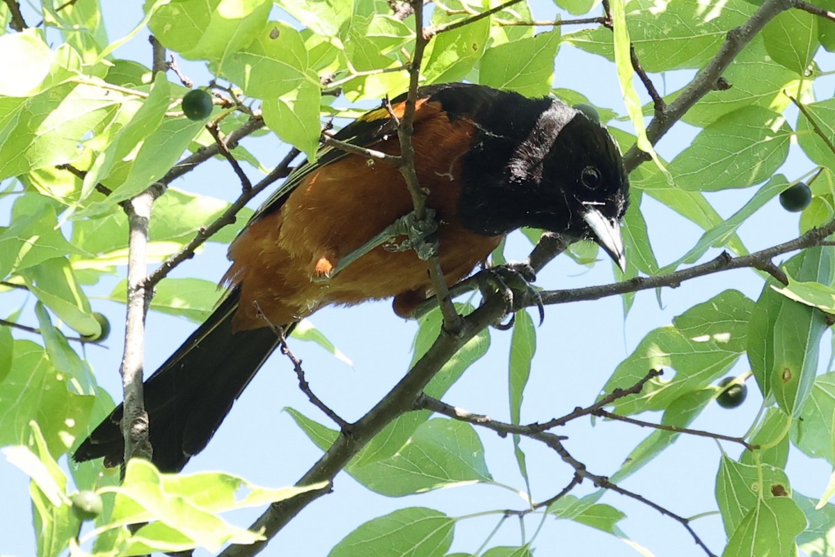 Orchard Oriole - ML620306177