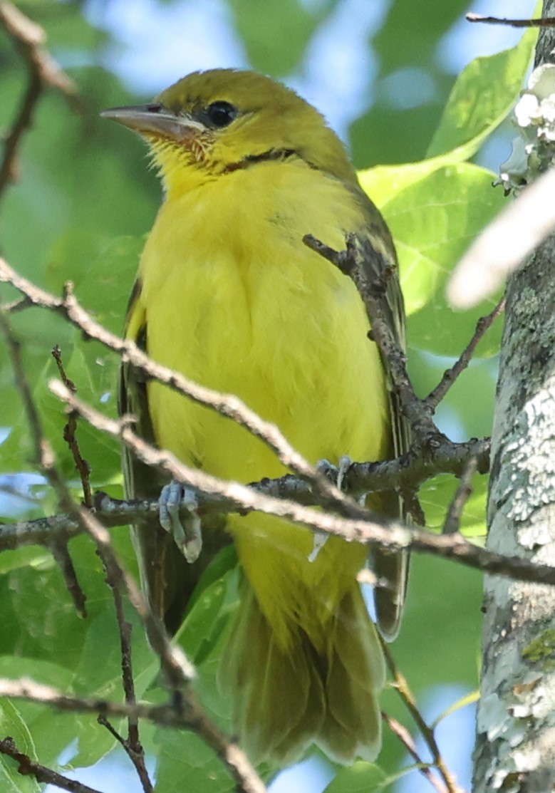 Orchard Oriole - ML620306179