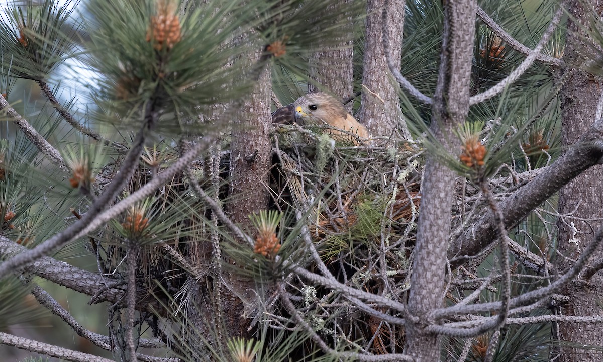 Red-shouldered Hawk (elegans) - ML620306186