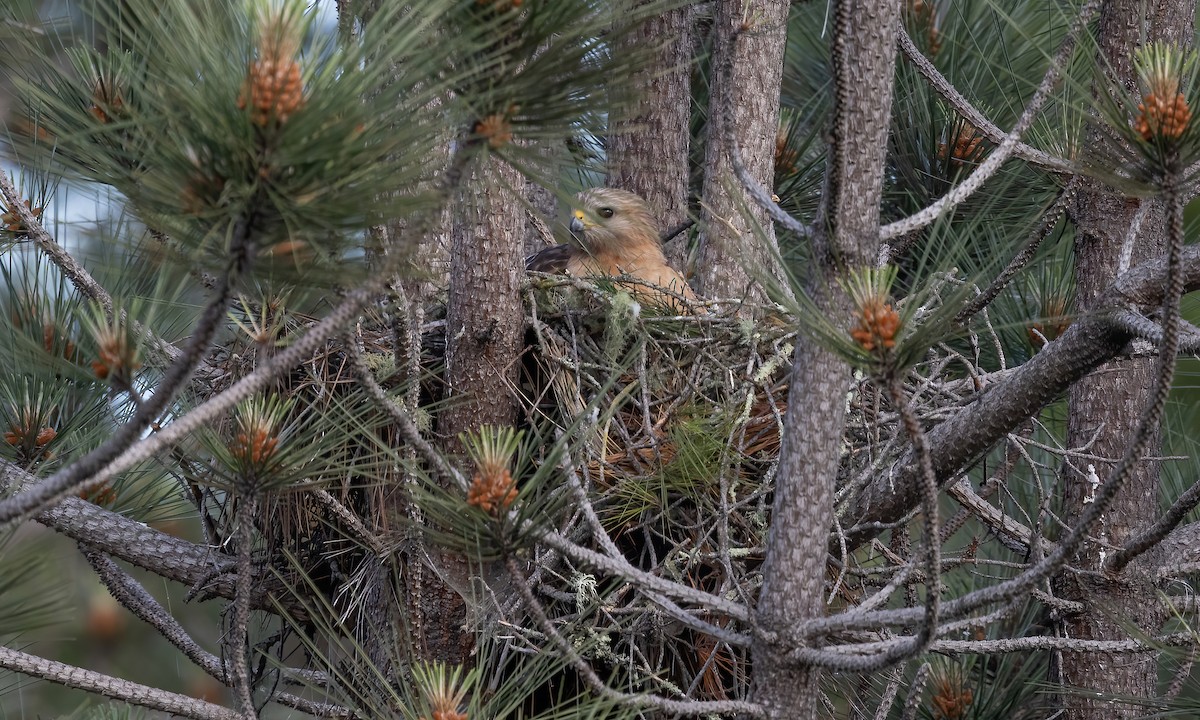 Red-shouldered Hawk (elegans) - ML620306187