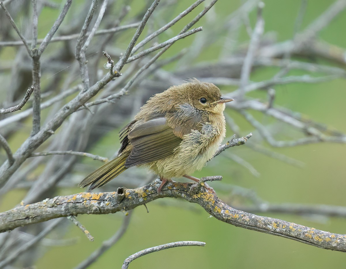 Common Yellowthroat - ML620306198