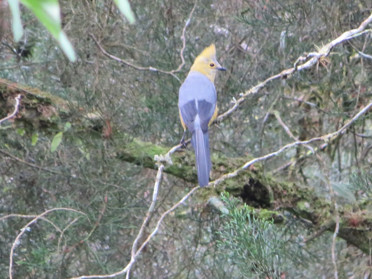 Long-tailed Silky-flycatcher - ML620306215