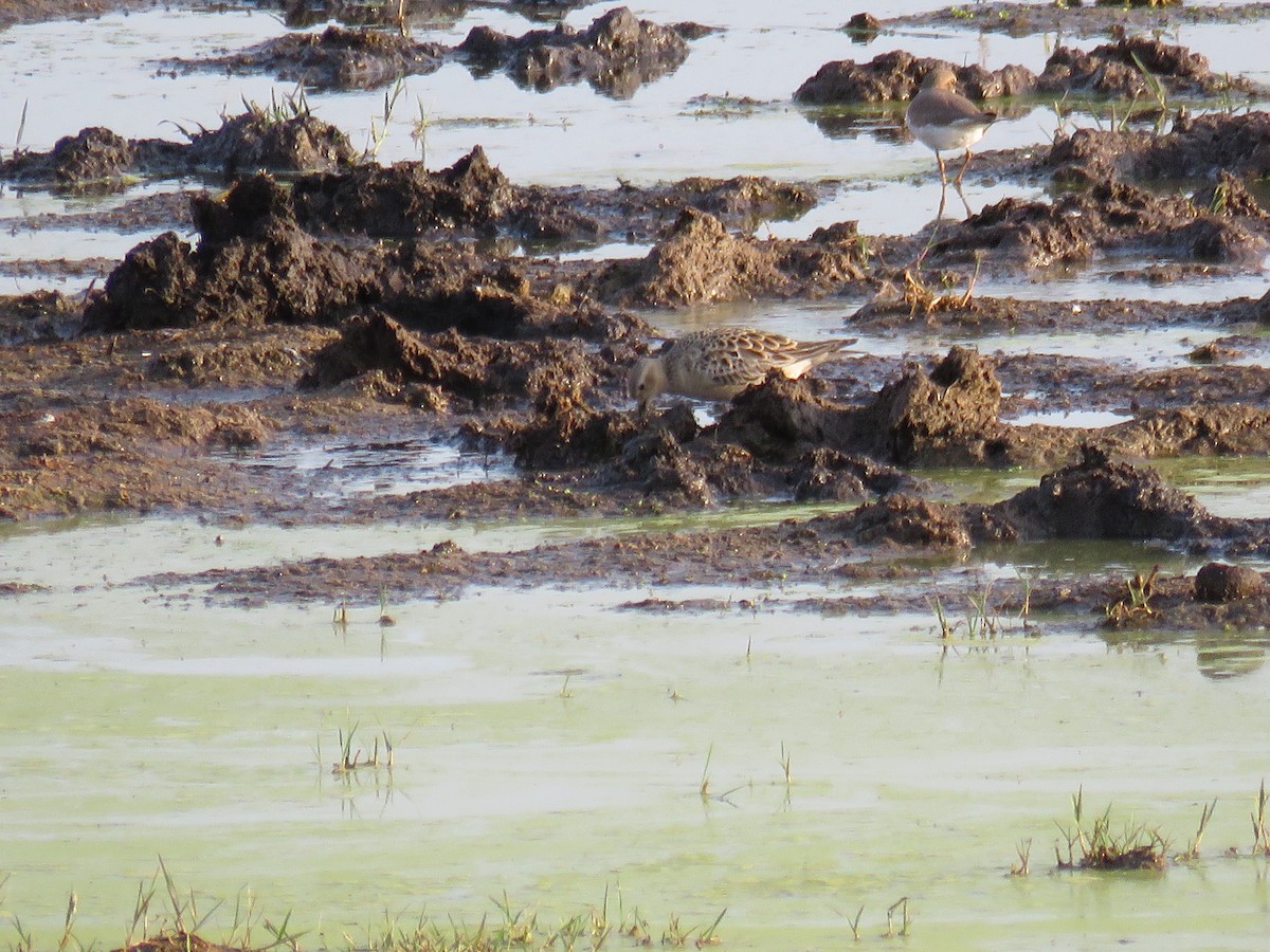 Buff-breasted Sandpiper - ML620306217