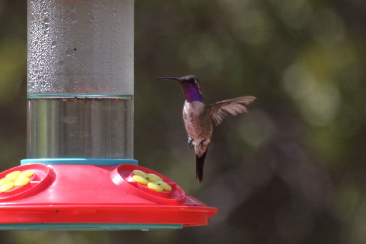 Lucifer Hummingbird - ML620306224