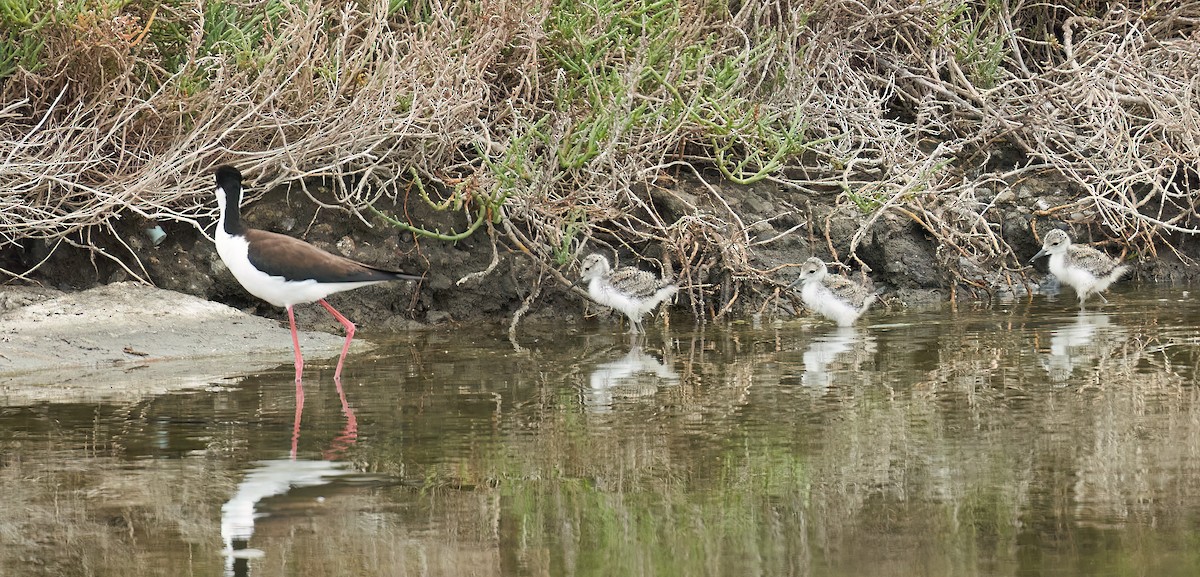 Black-necked Stilt - ML620306230