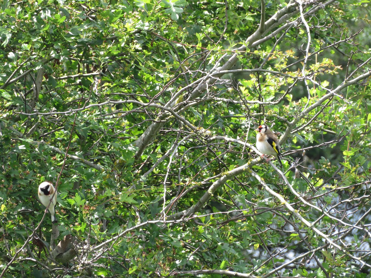 European Goldfinch - ML620306234