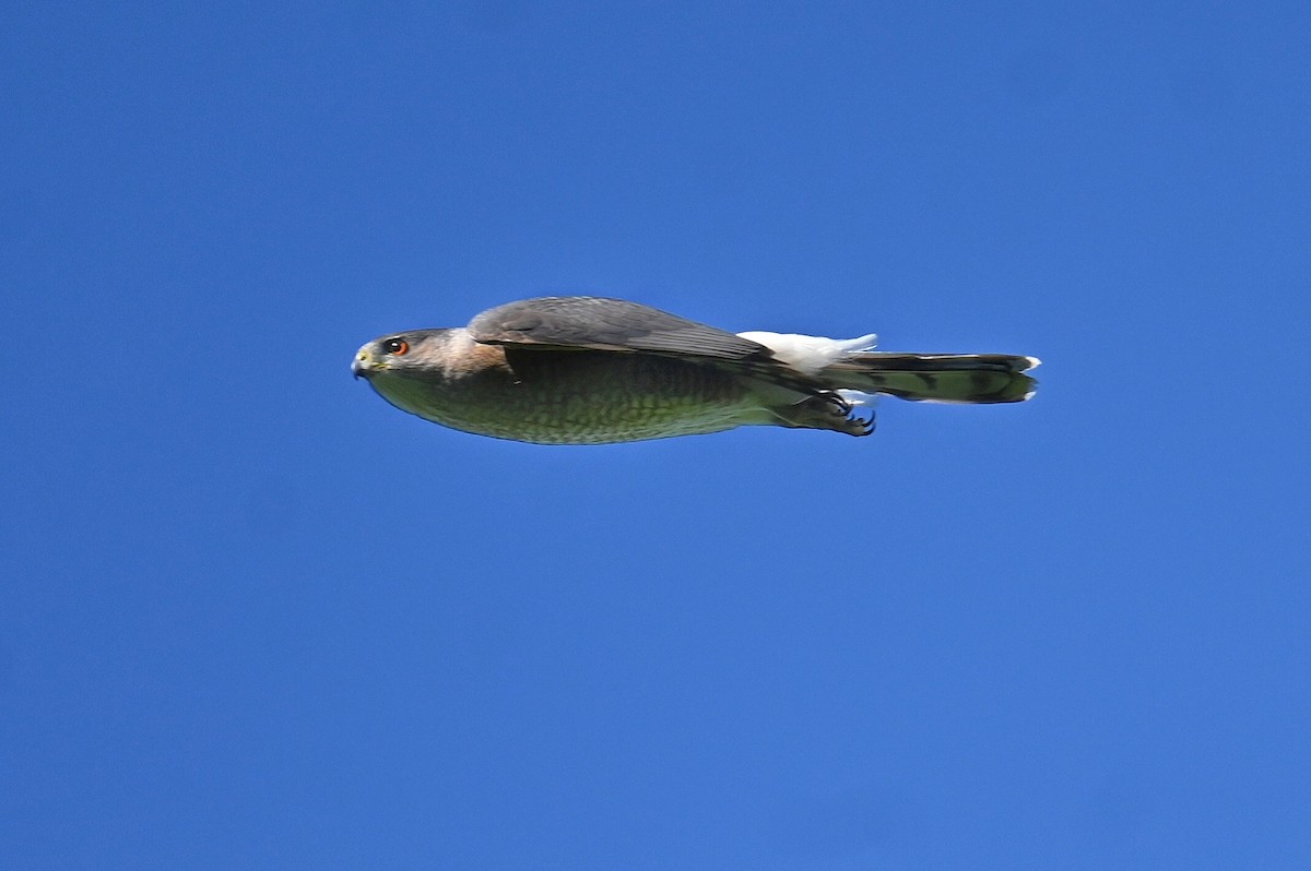 Cooper's Hawk - ML620306238