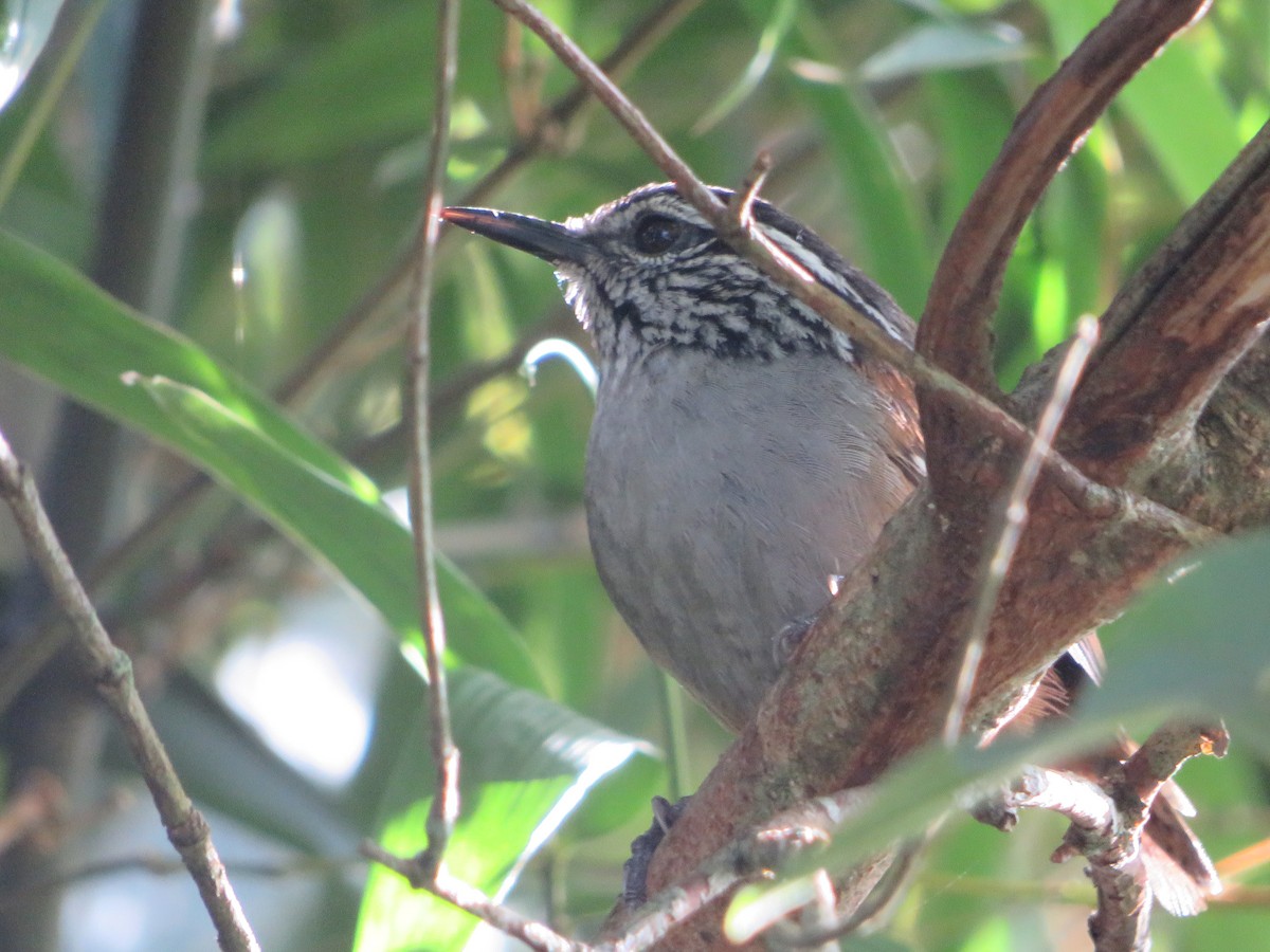 Gray-breasted Wood-Wren - ML620306244