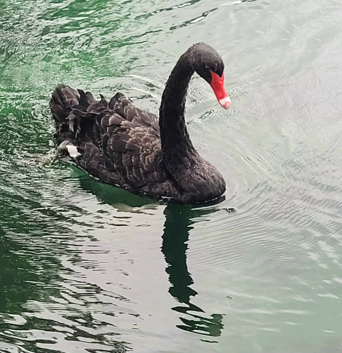 Black Swan - ML620306245