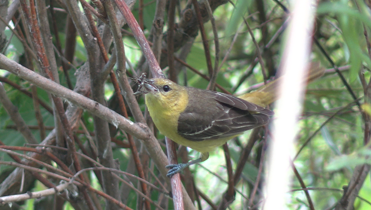 Orchard Oriole - ML620306246