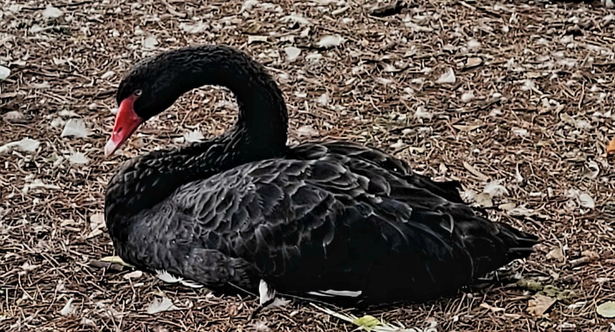 Black Swan - ML620306247