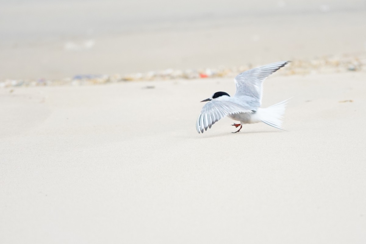 Common Tern - ML620306250