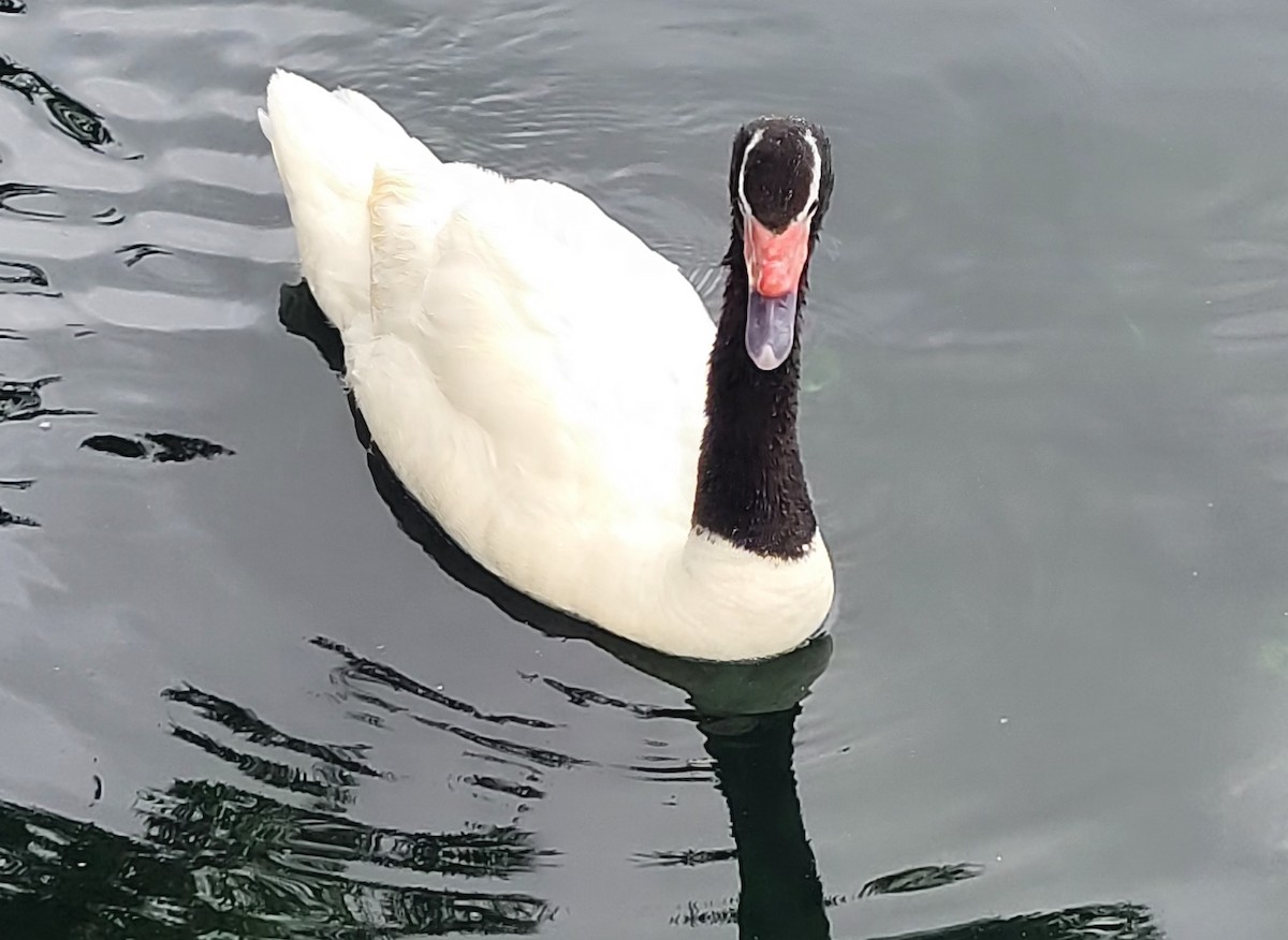 Black-necked Swan - ML620306259