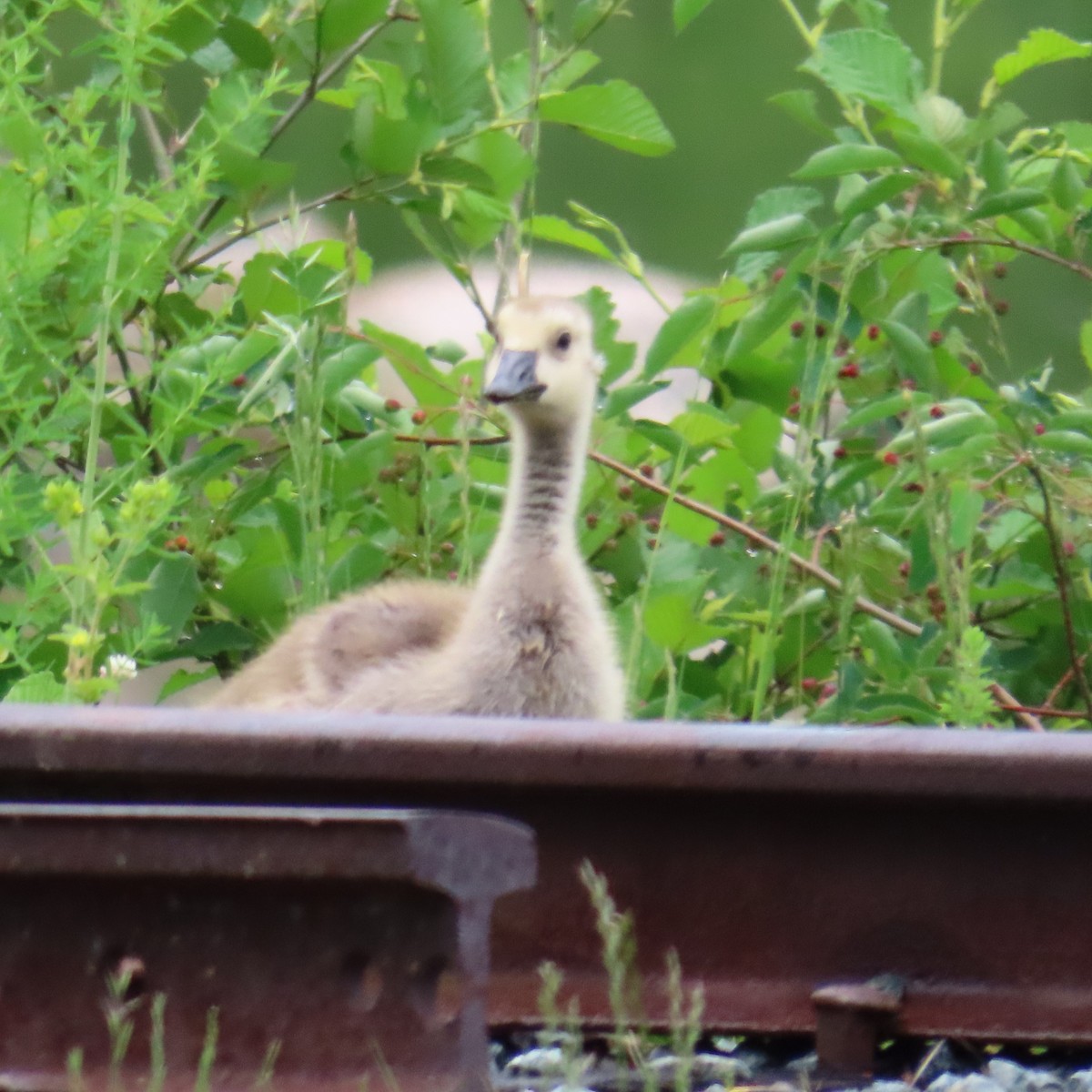 Canada Goose - ML620306264