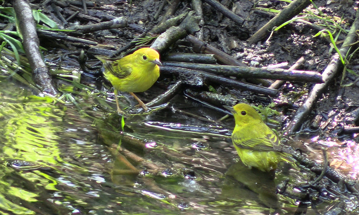 Yellow Warbler - ML620306267