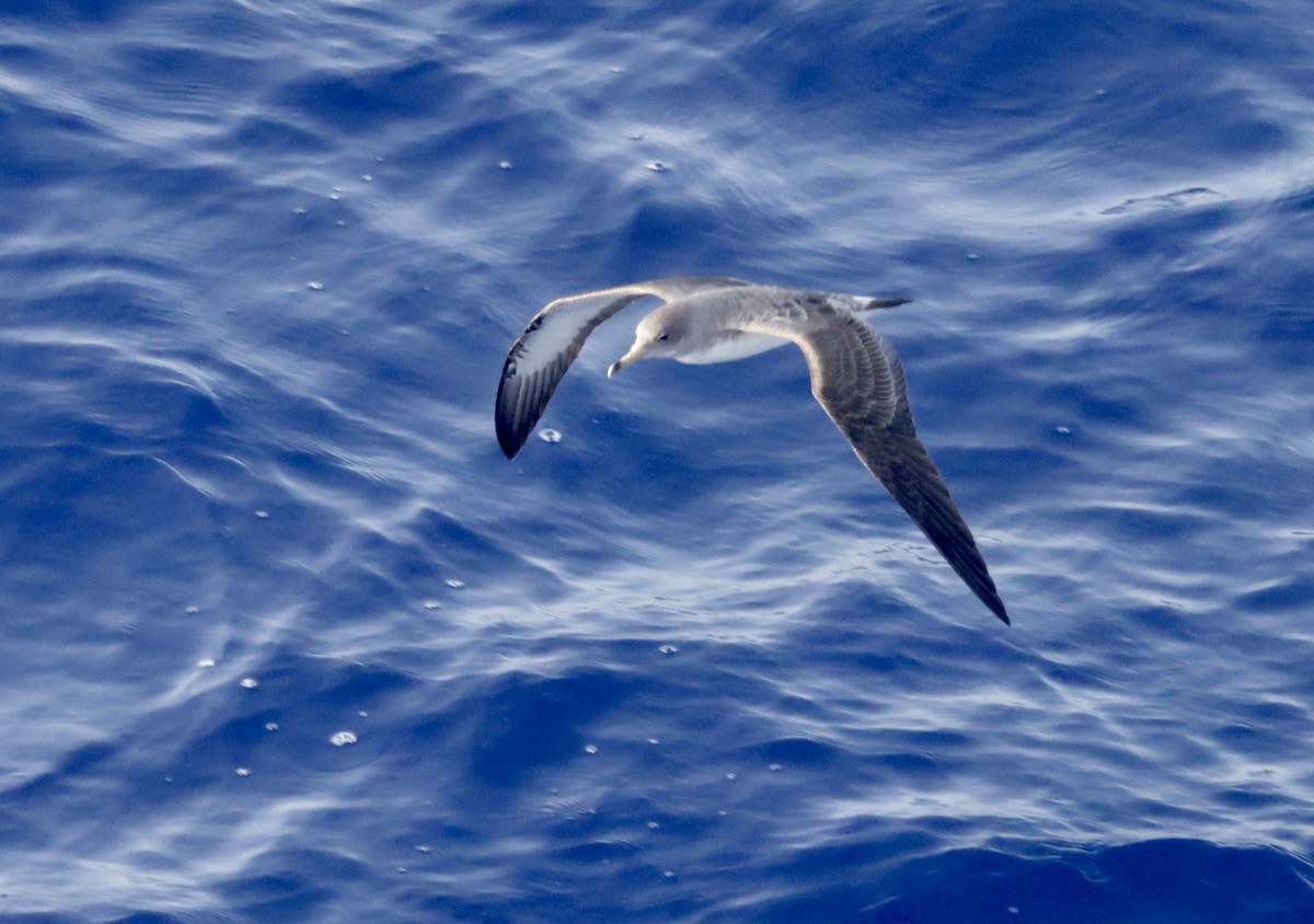 Cory's Shearwater - ML620306274