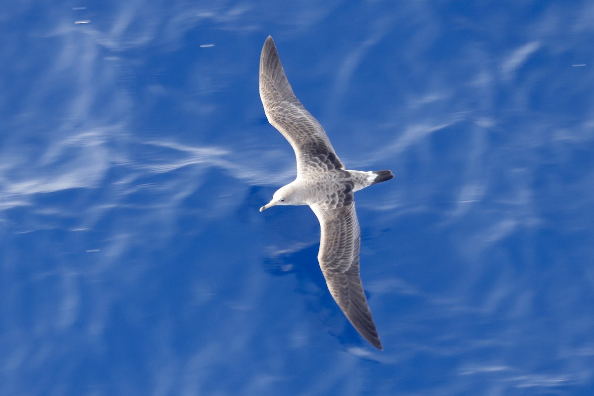 Cory's Shearwater - ML620306276