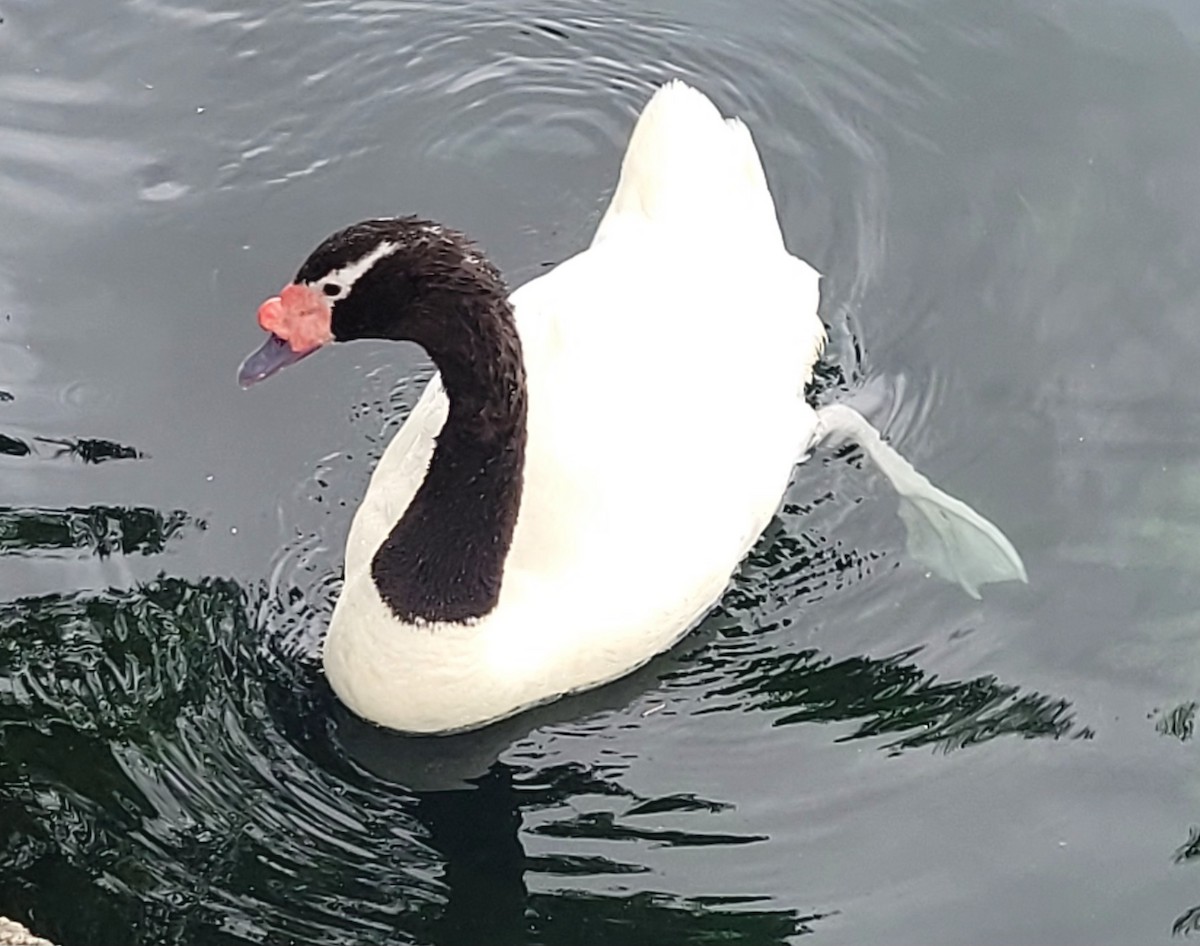 Black-necked Swan - ML620306278
