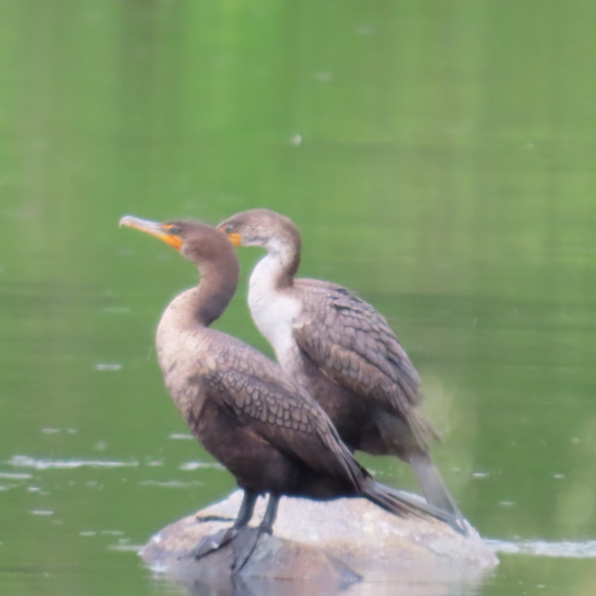 Cormoran à aigrettes - ML620306279