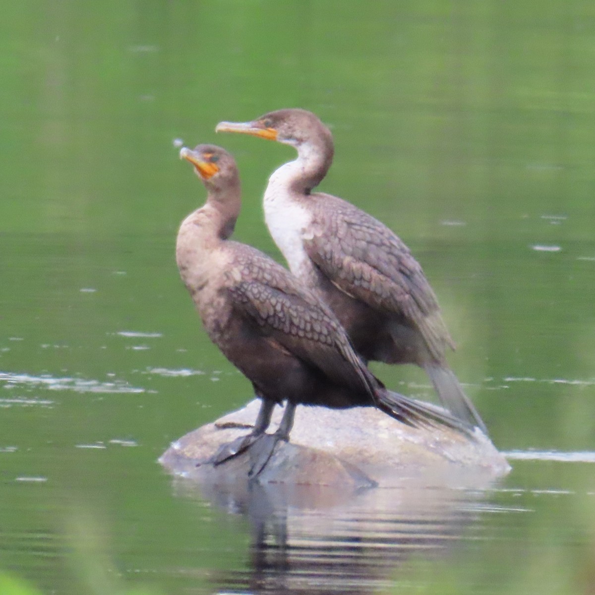 Cormoran à aigrettes - ML620306282