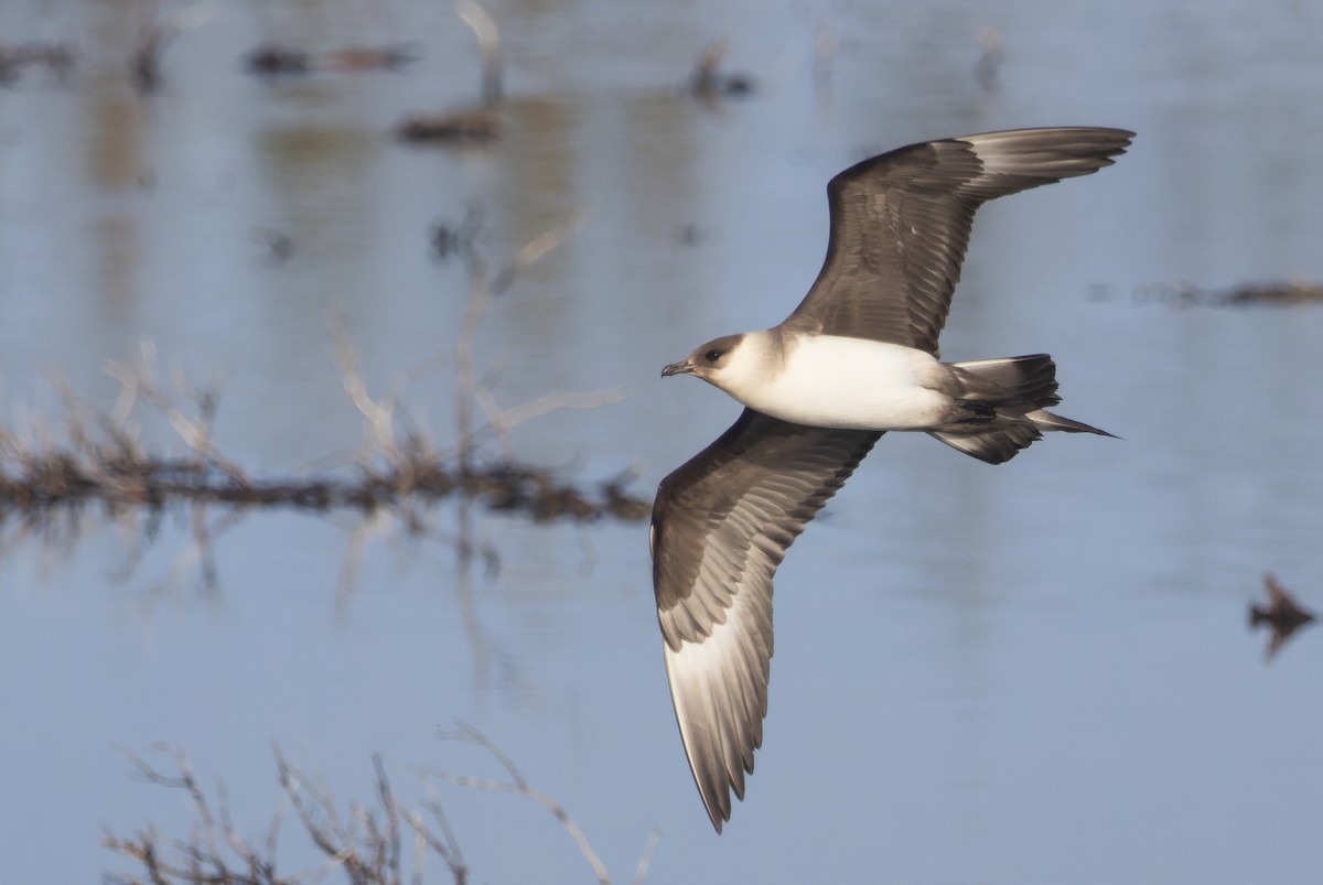 Parasitic Jaeger - ML620306293